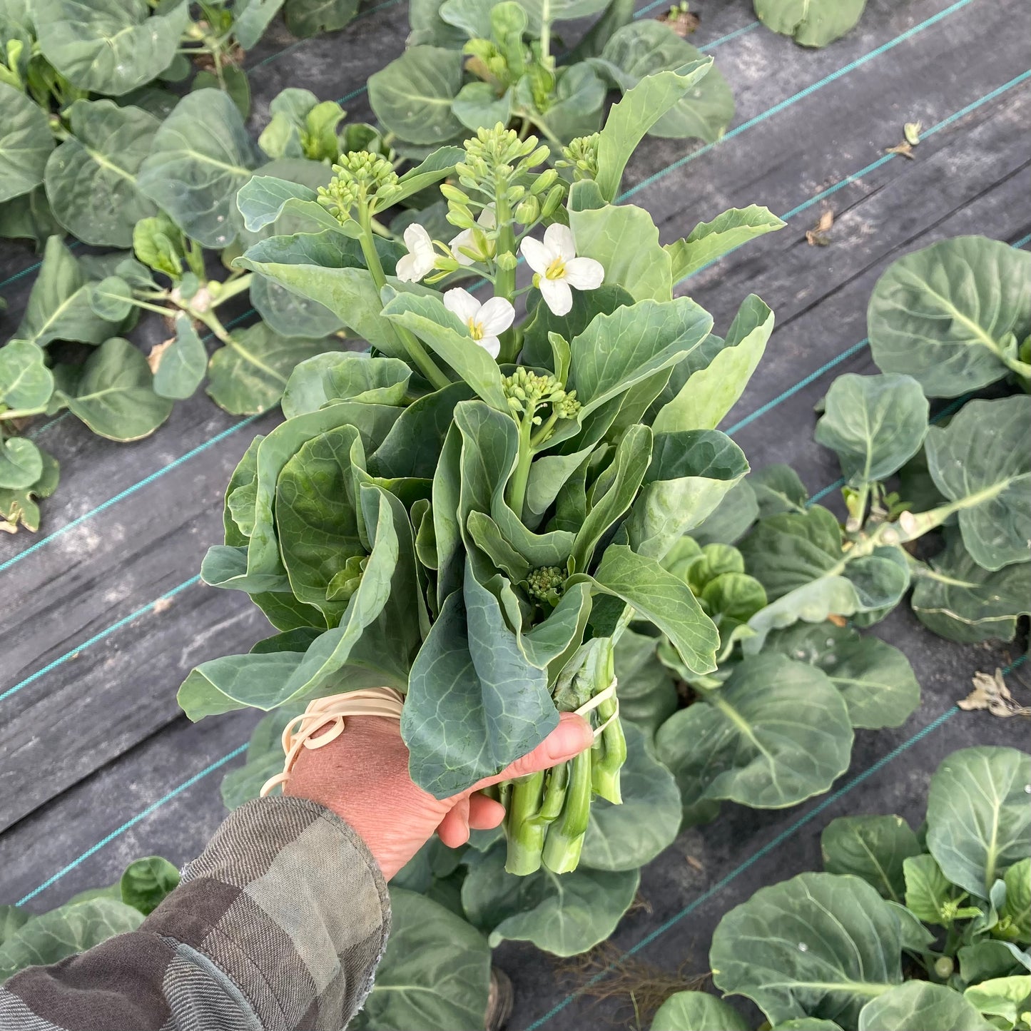Gai lan