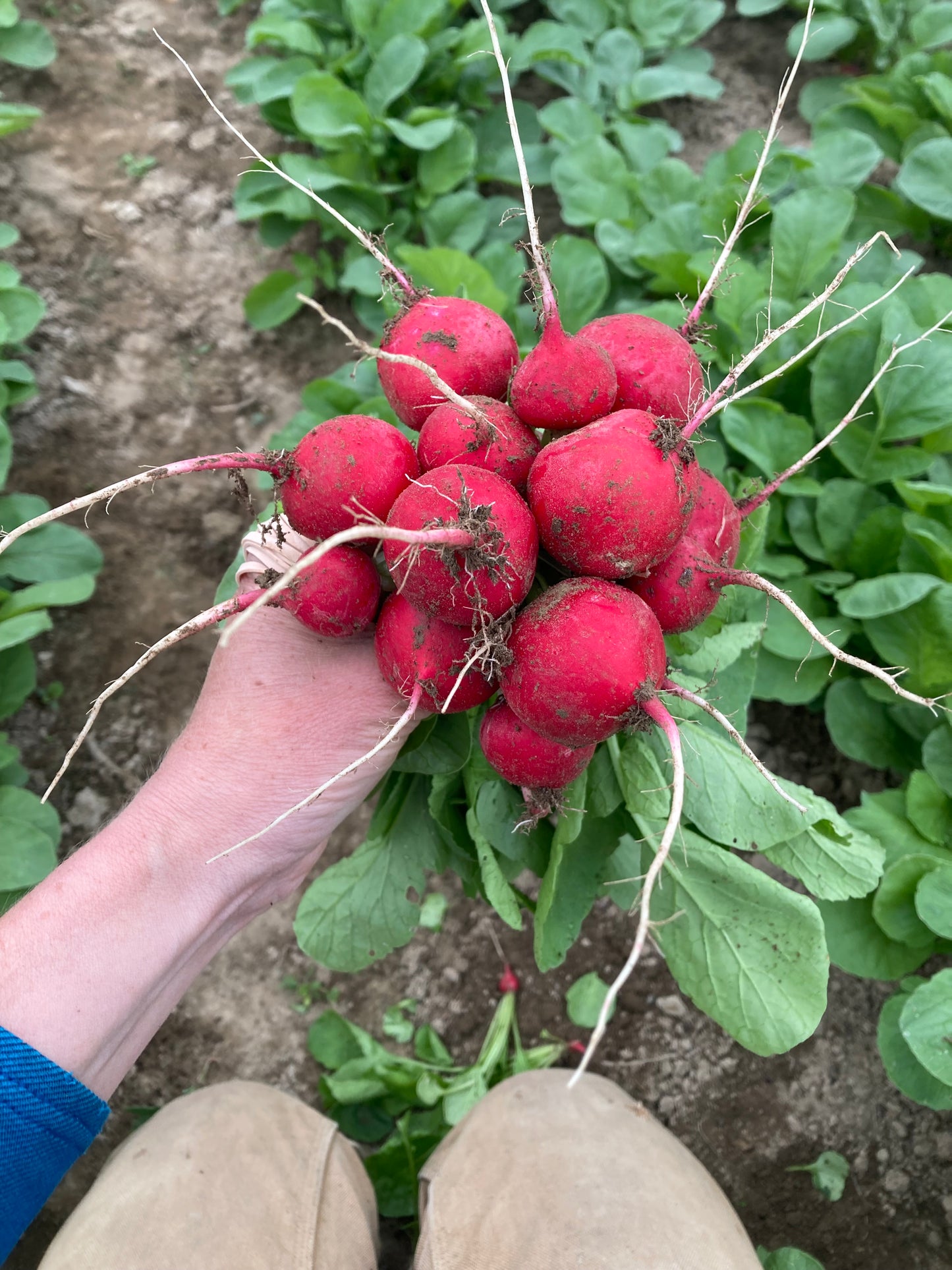 Red Radishes