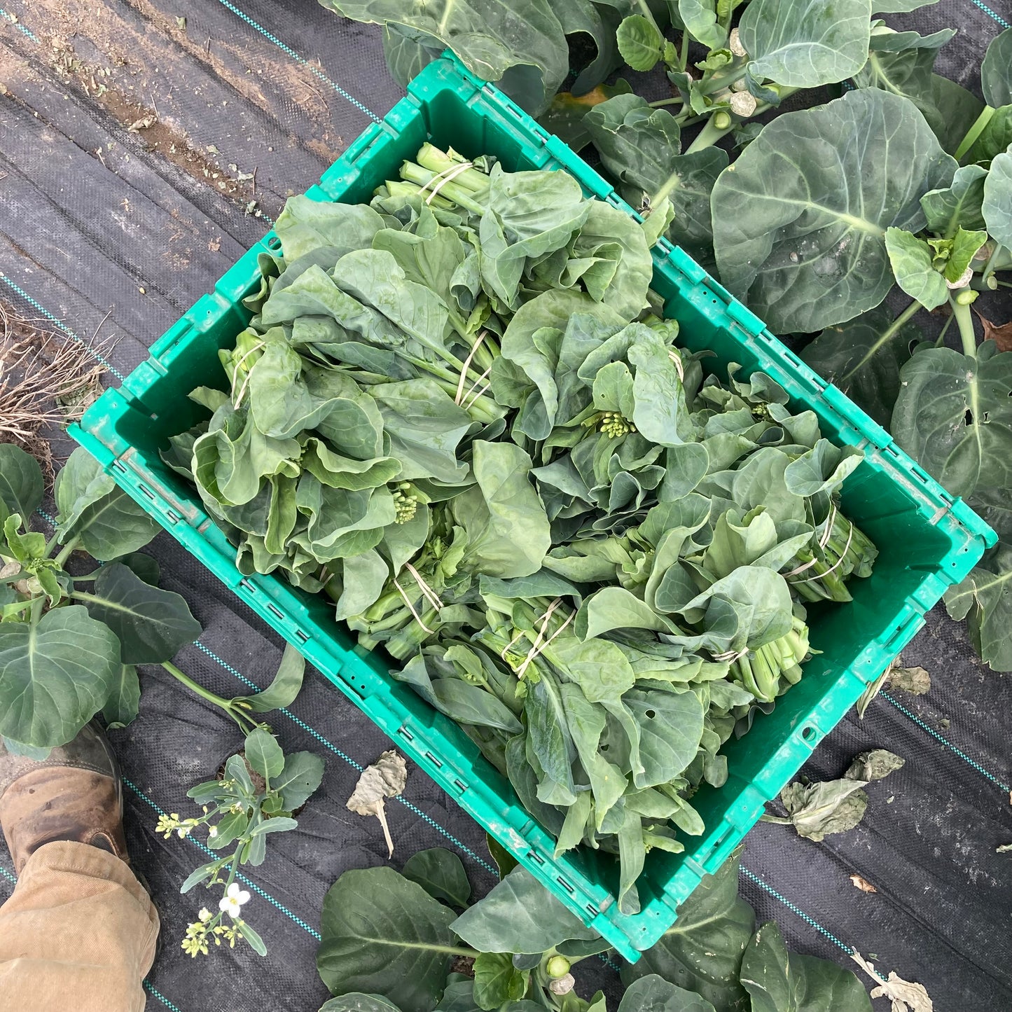 Gai lan