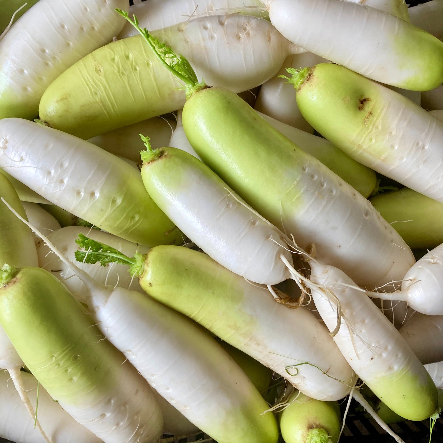 Radis daikon, blanc
