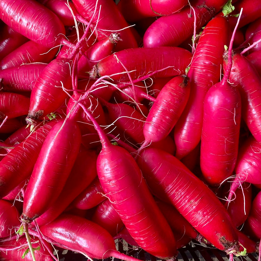 Radis daikon rouge