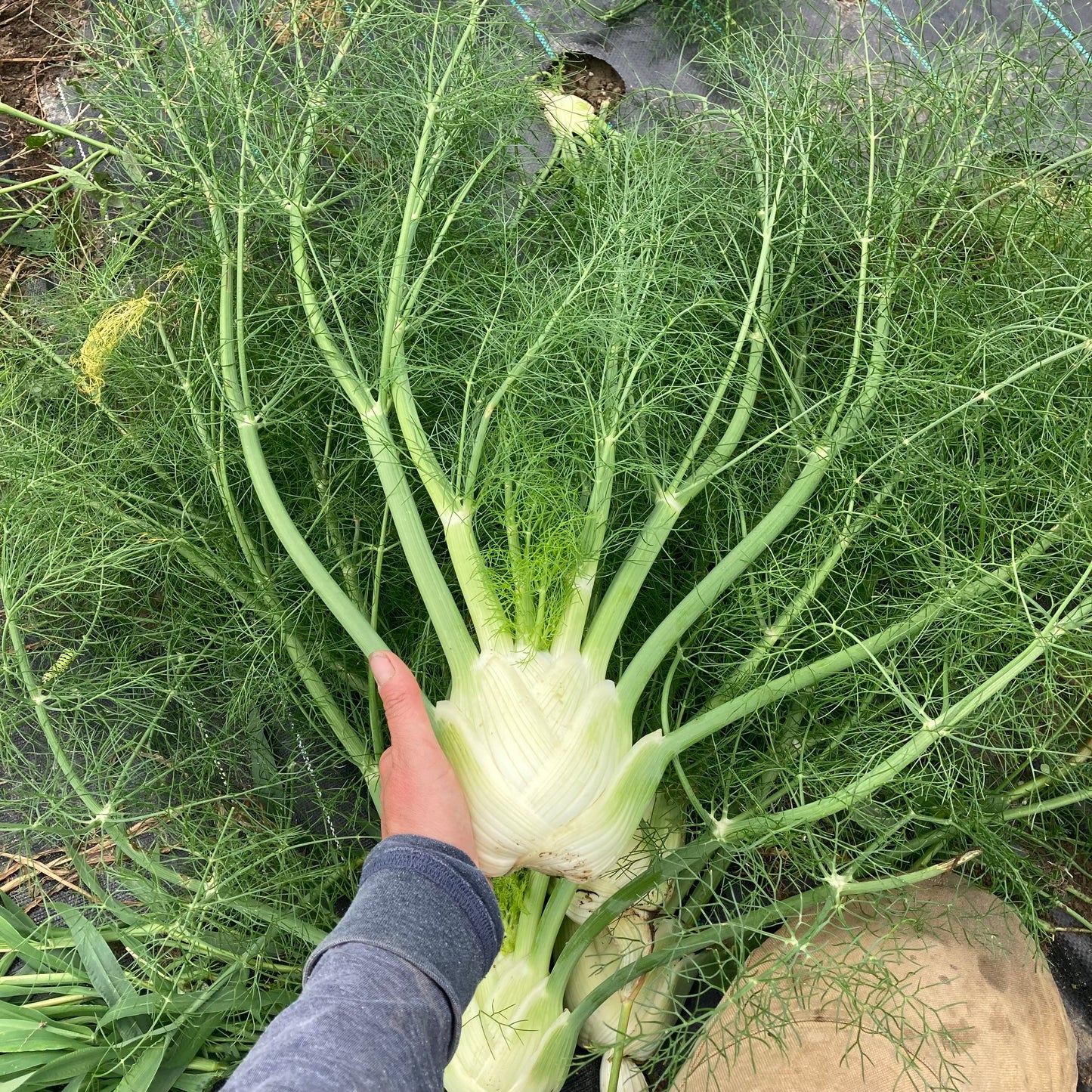 Fennel