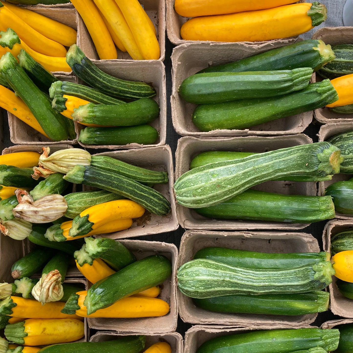 Zucchini