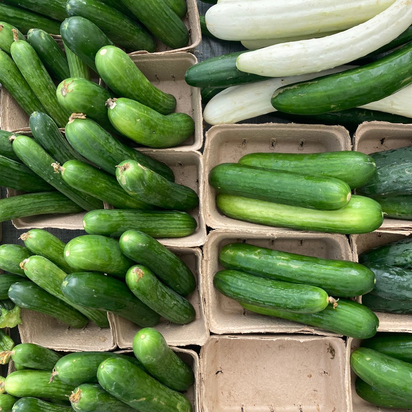 Cucumbers