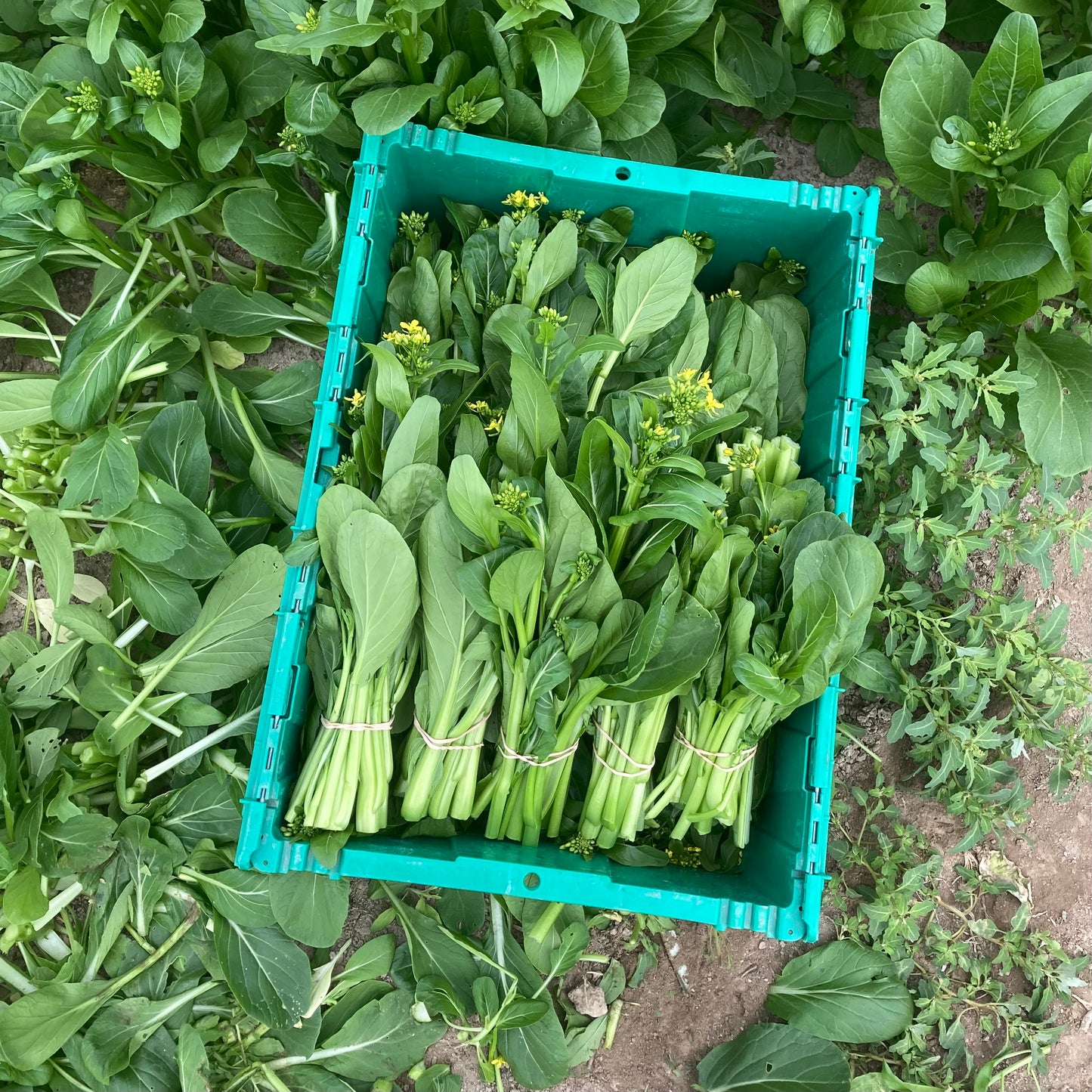 Choy Sum