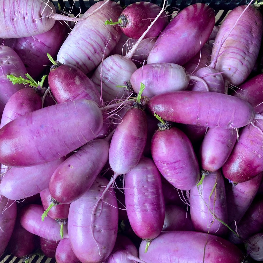 Radis daikon, violet