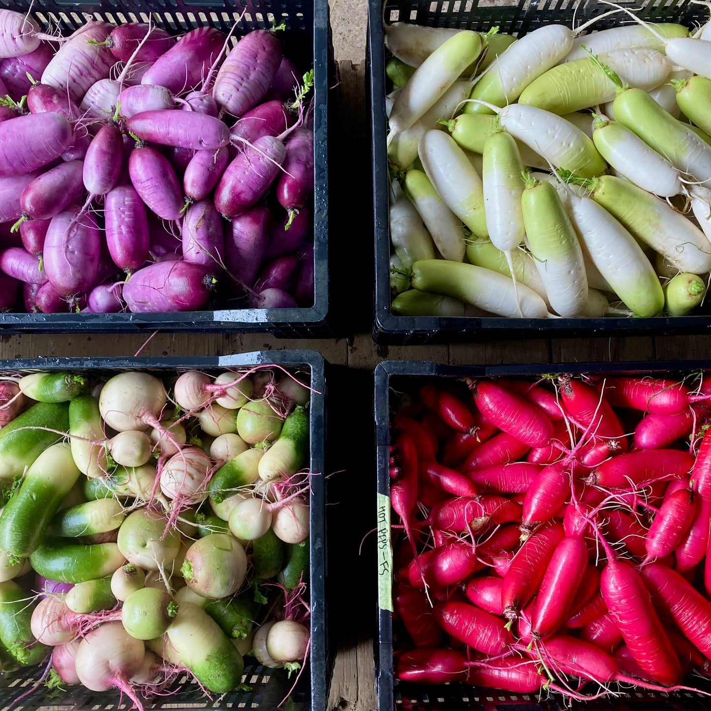 Radis daikon, couleurs mélangées