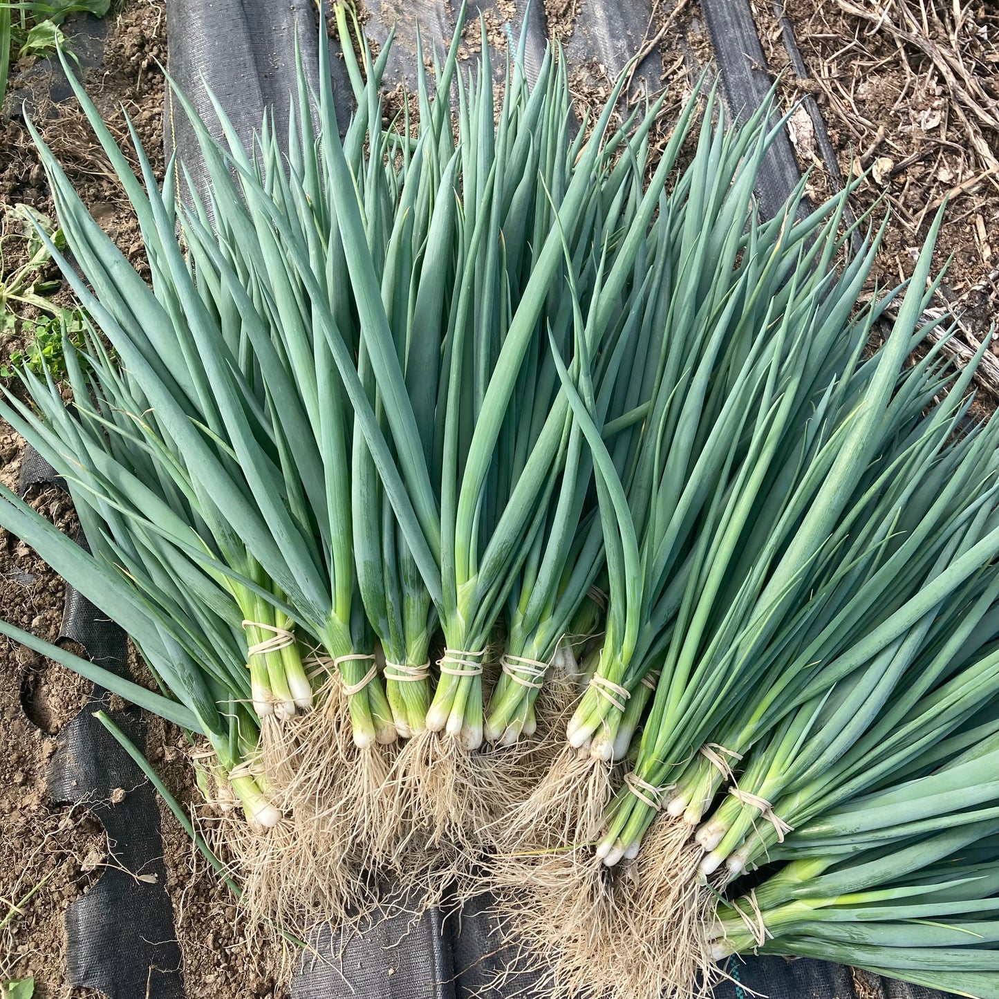 Green Onions