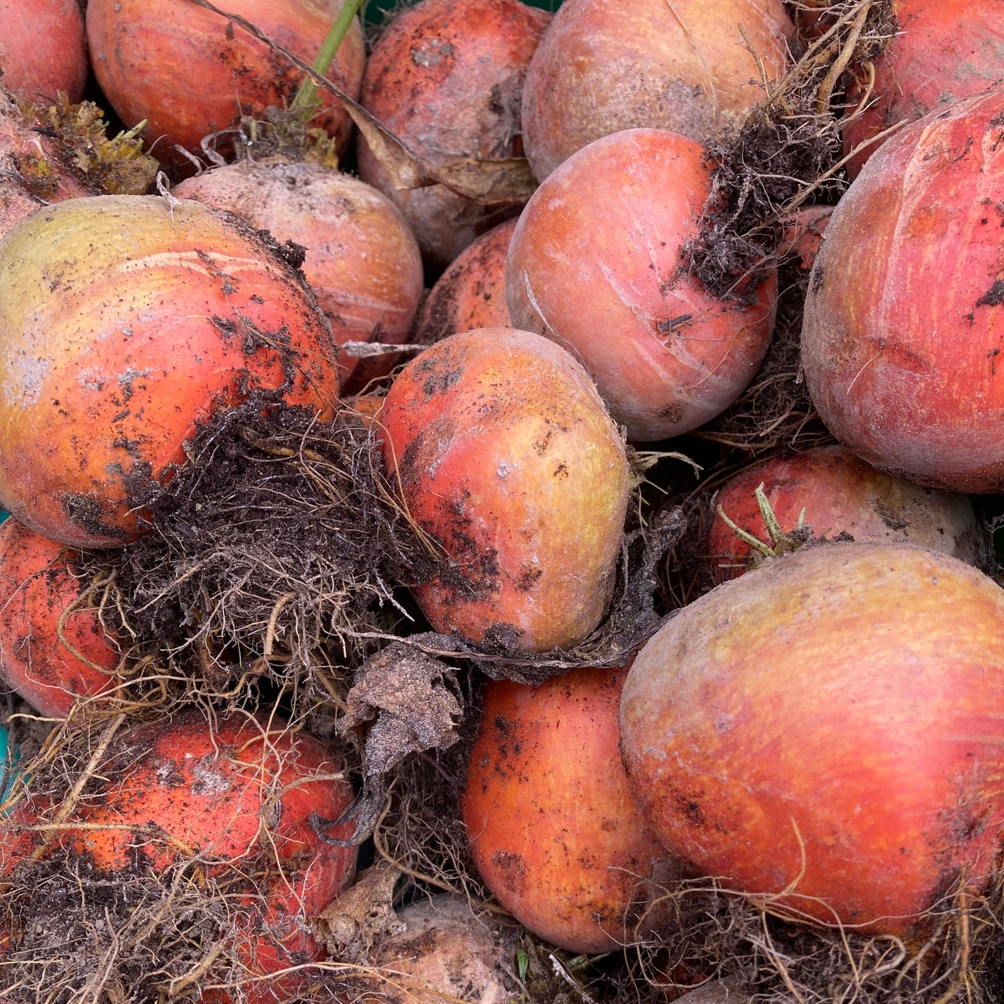 Beets
