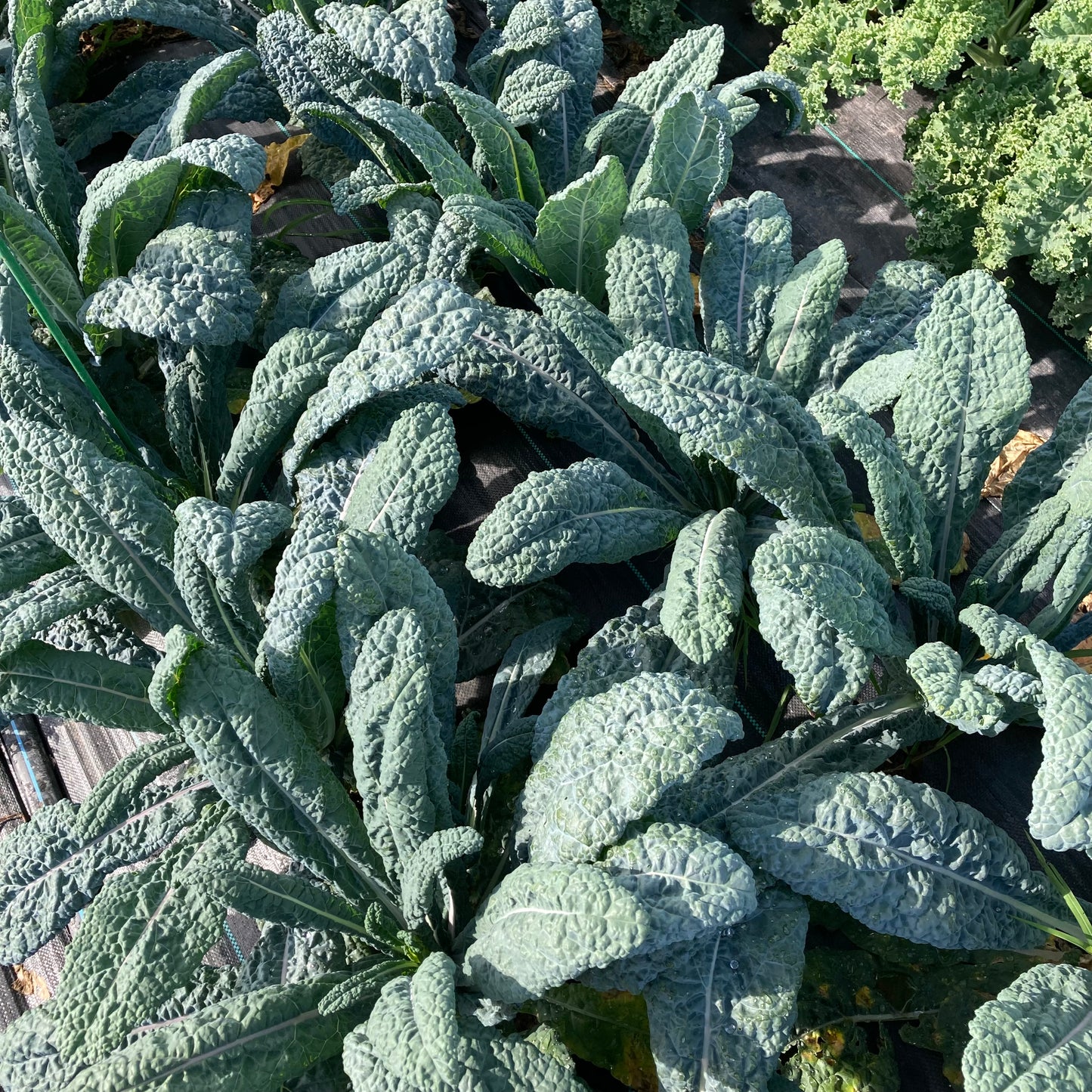 Kale, black