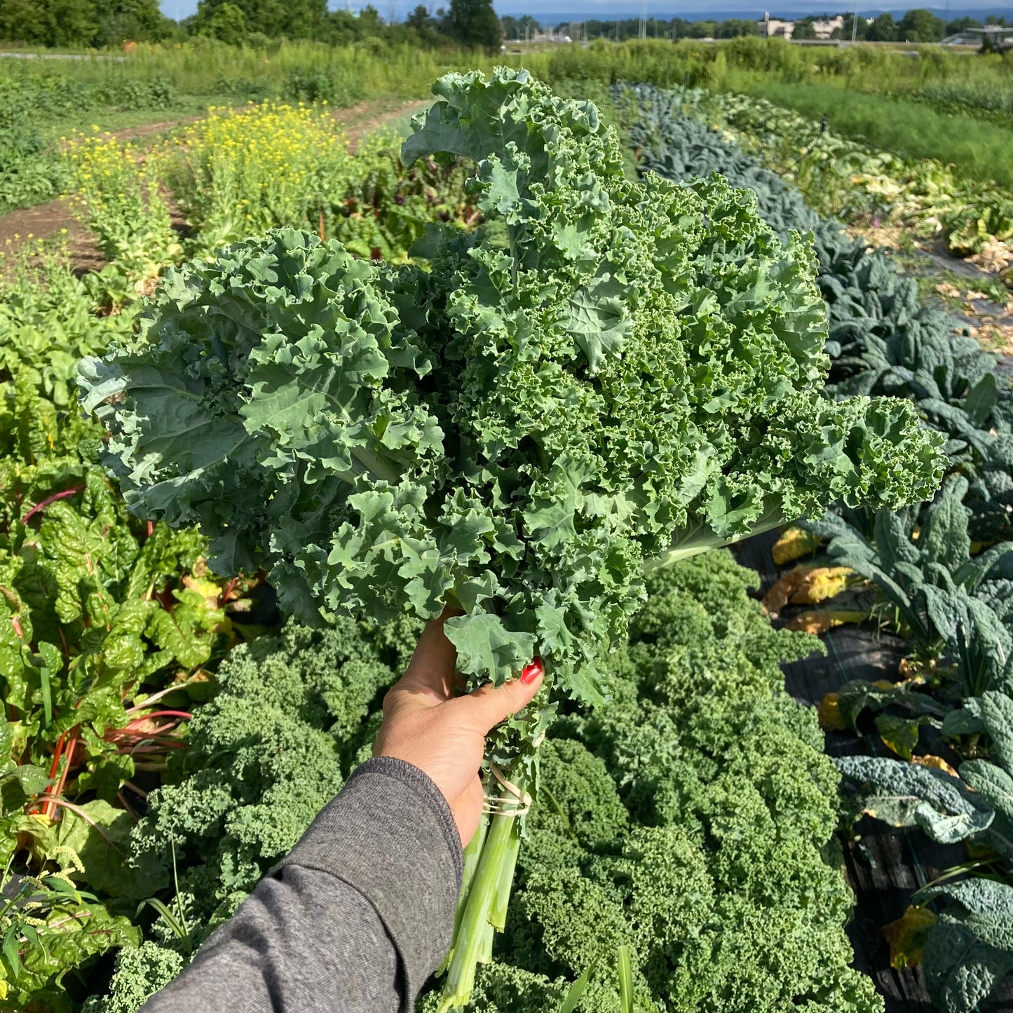 Kale, green