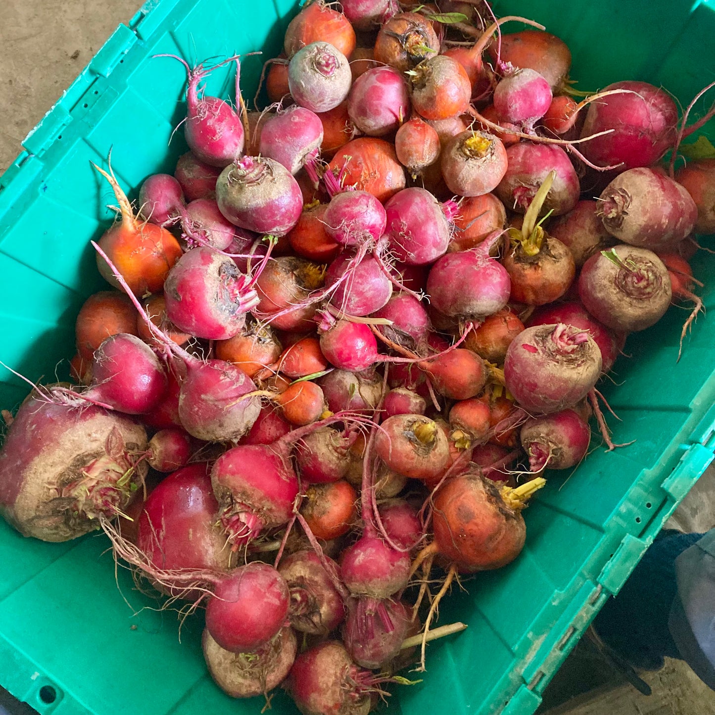 Beets