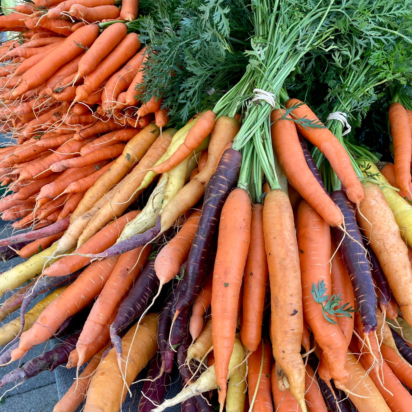 Bunched Carrots, rainbow