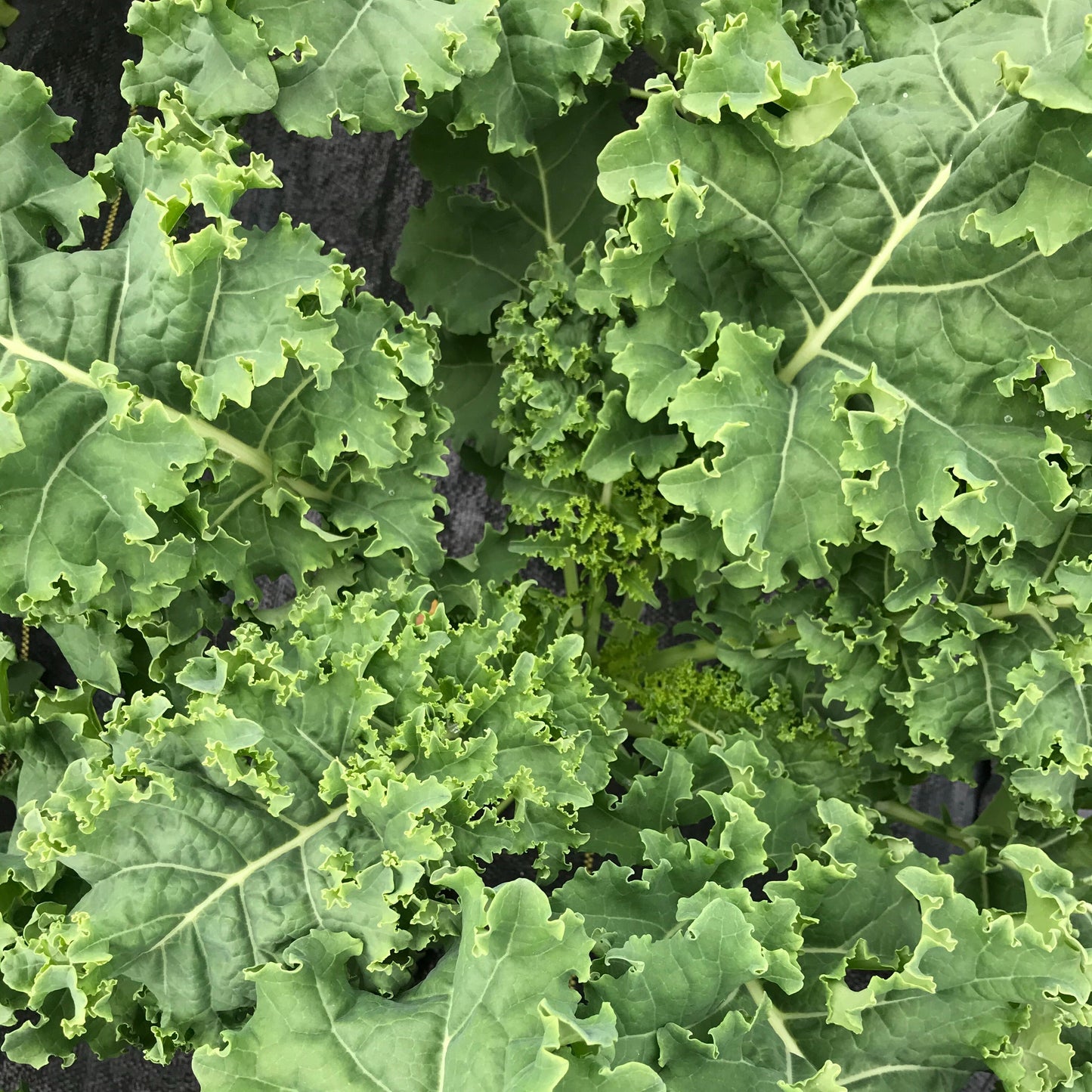 Kale, green