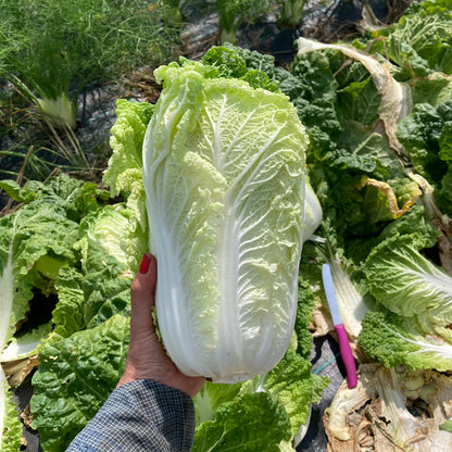 Napa cabbage
