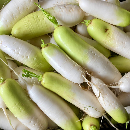 Daikon Radish, white