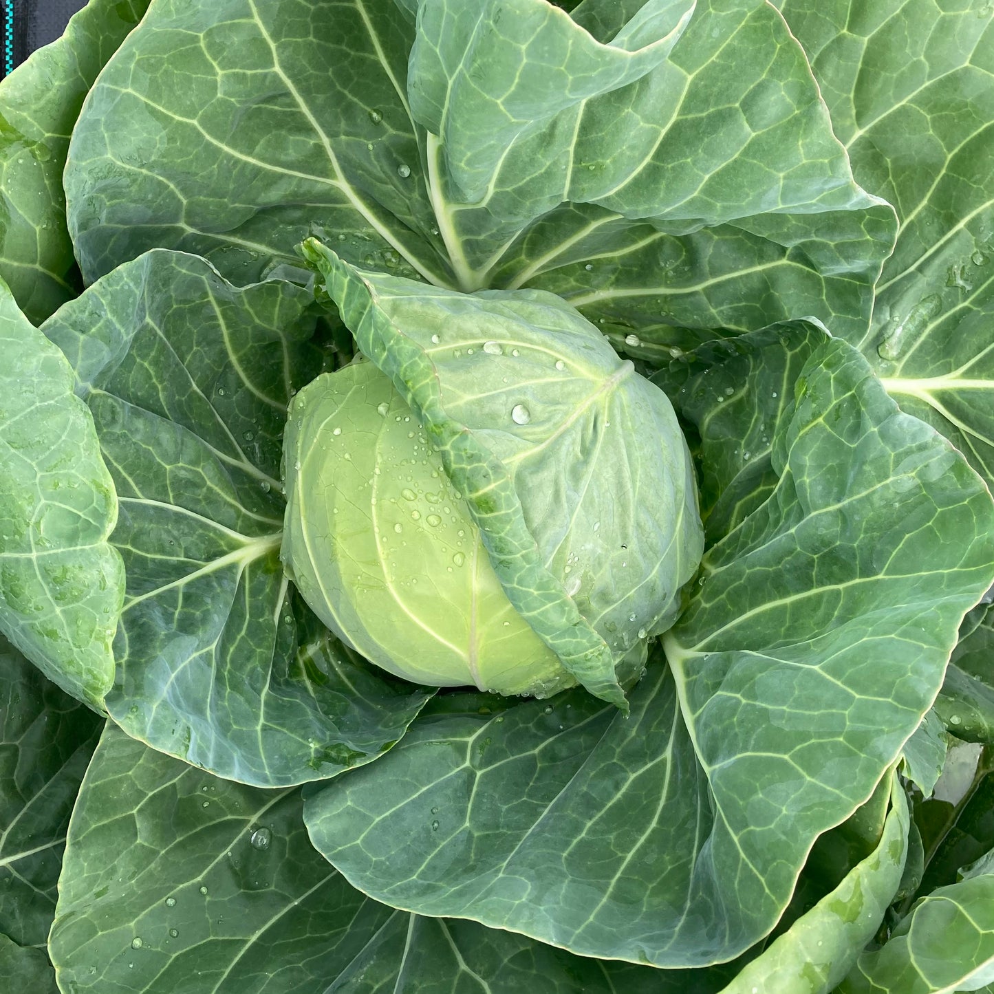 Green cabbage