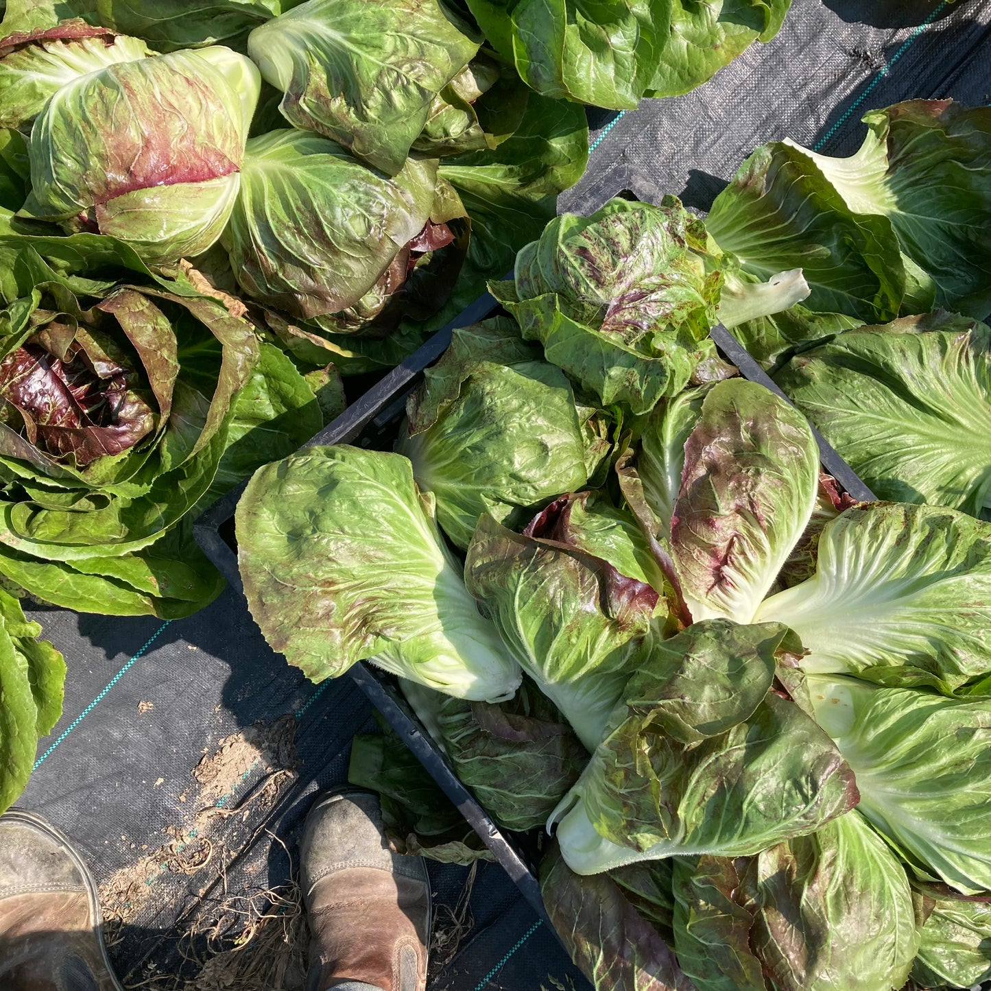 Radicchio
