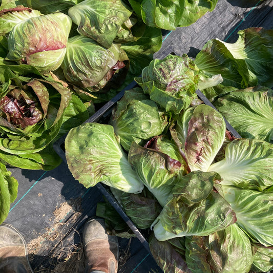 Radicchio