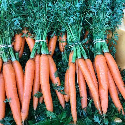 Bunched Carrots, orange