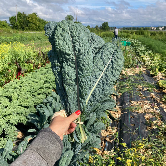 Kale, black