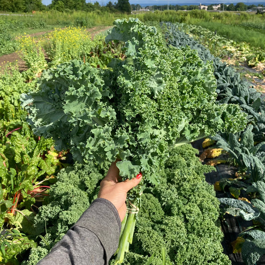 Kale, green