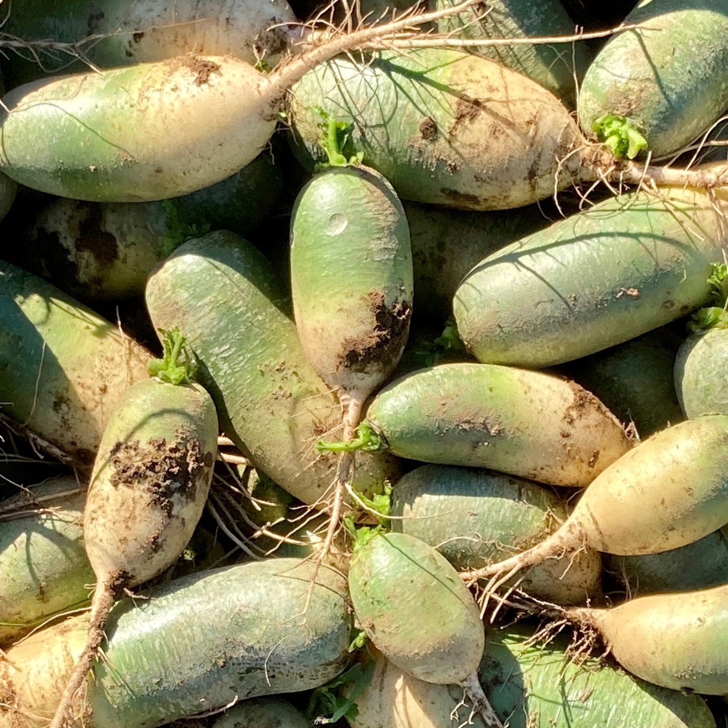 Daikon Radish, green