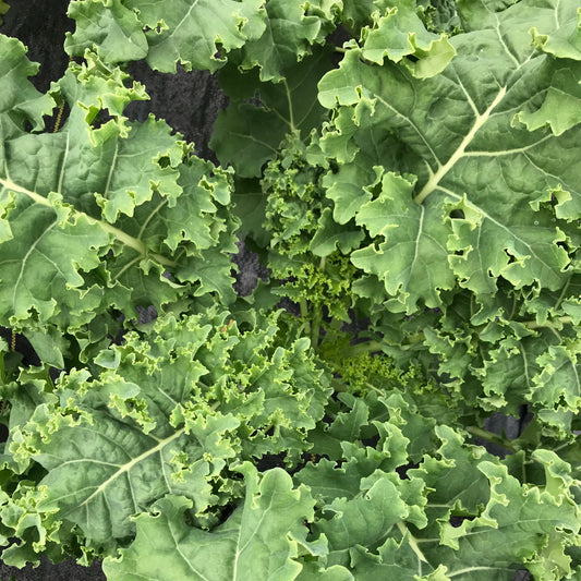 Kale, green