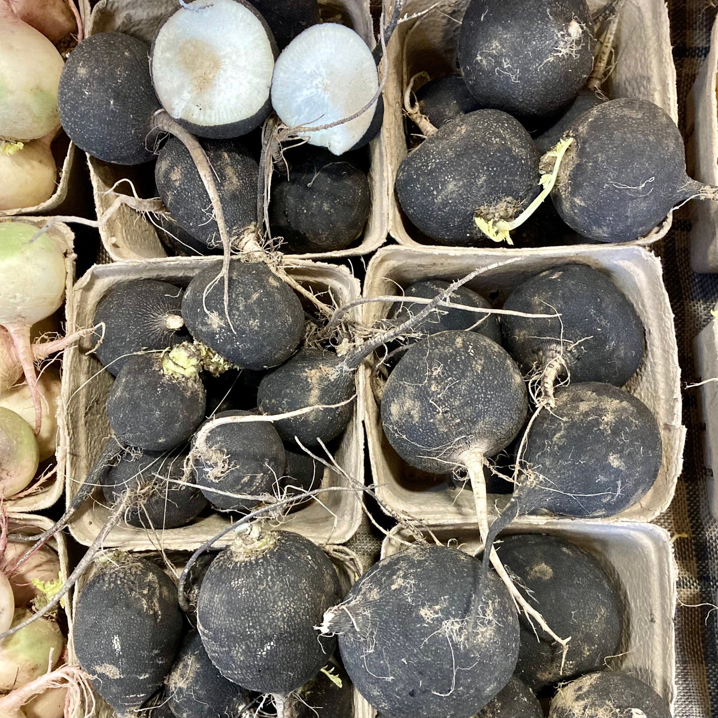 Black Radish