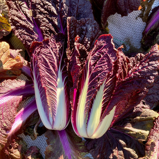 Purple Napa cabbage