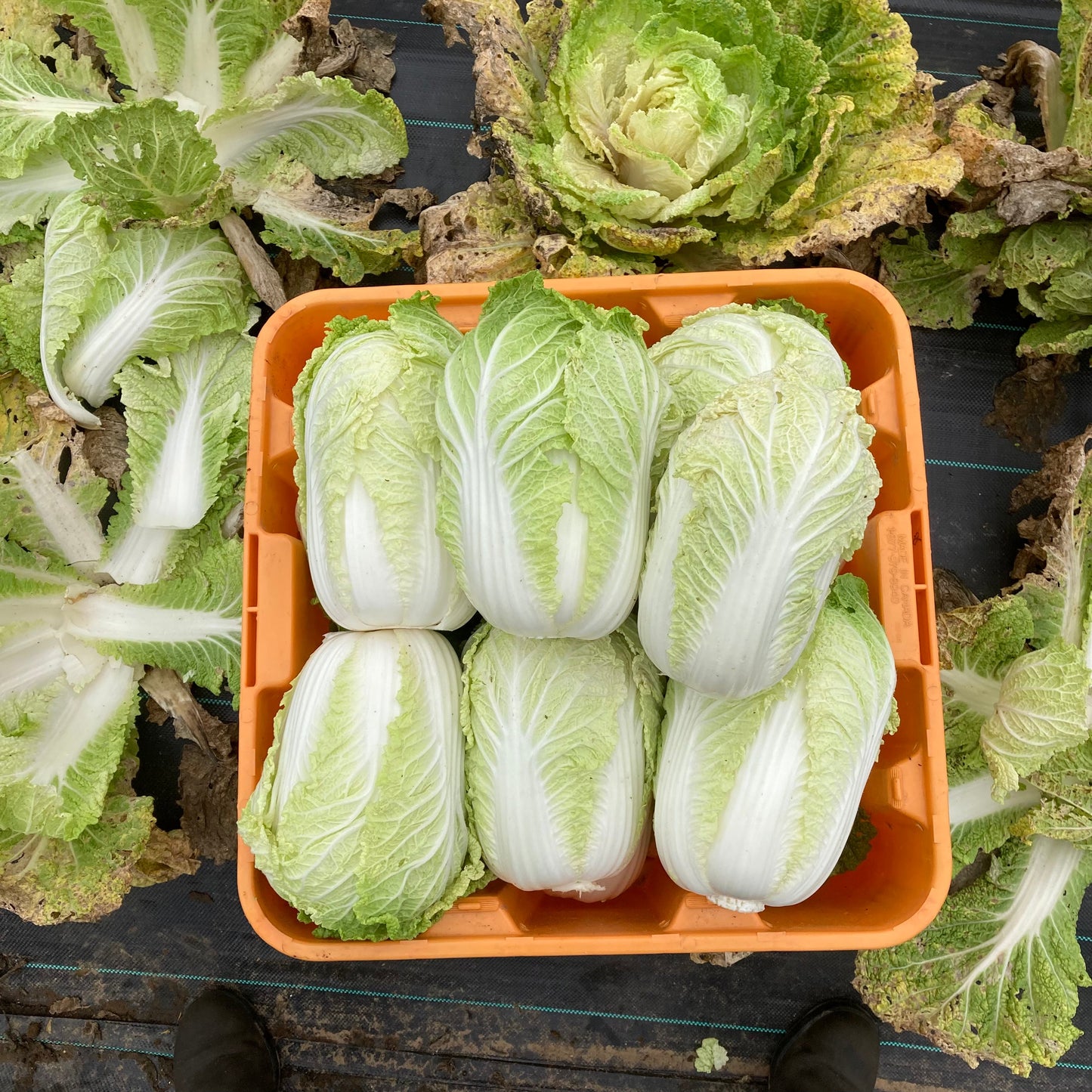 Napa cabbage