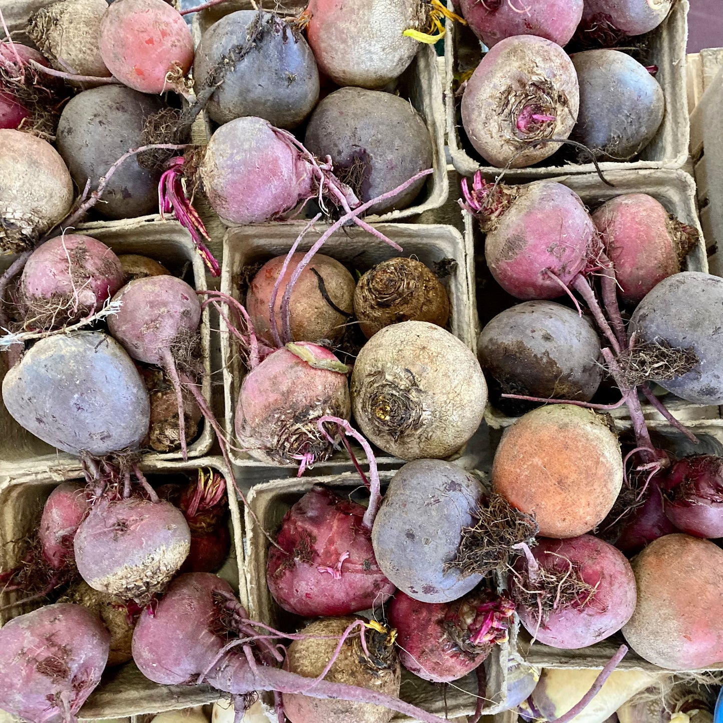 Beets, Chioggia