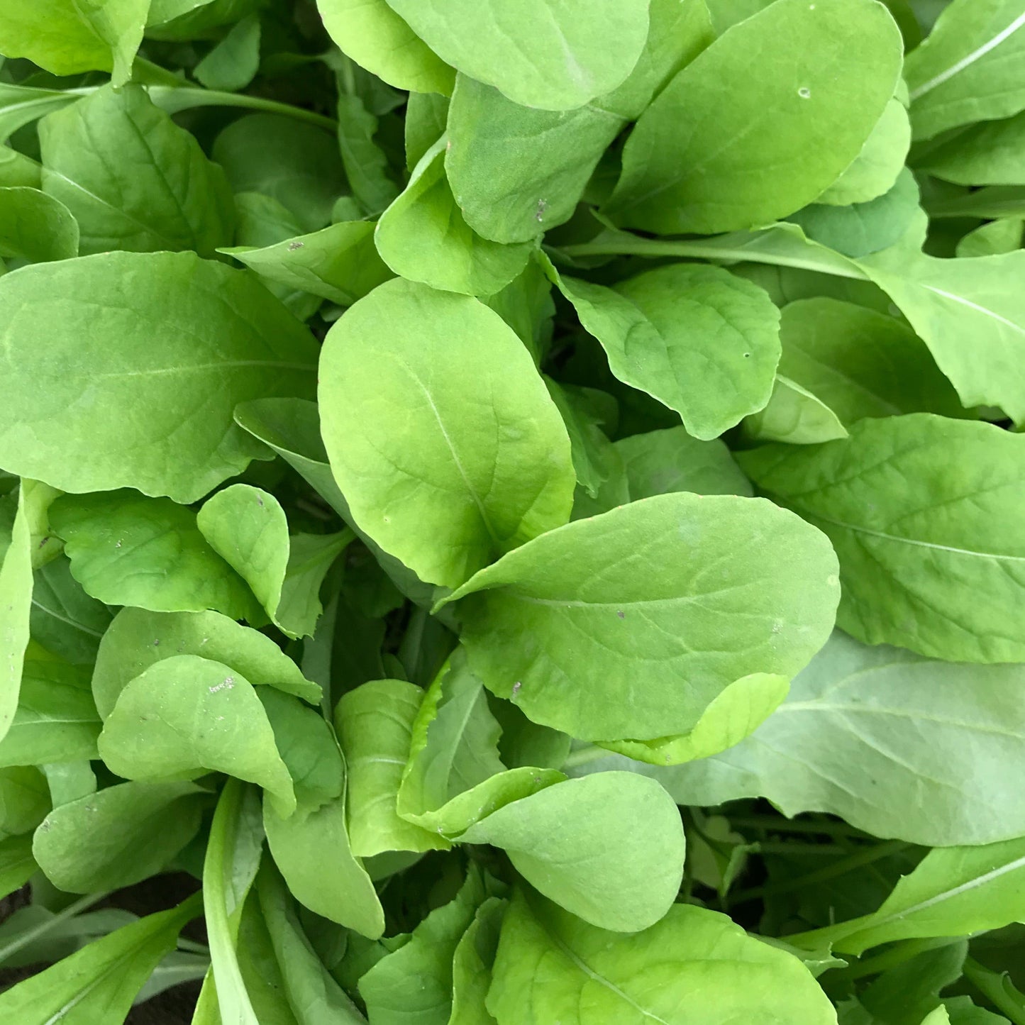 Arugula